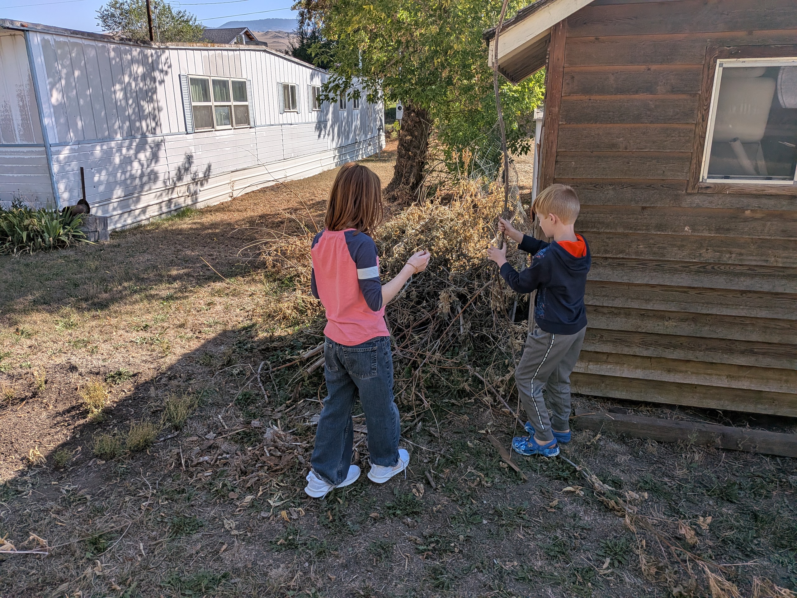 Two kids pulling dry brush from behind a shed